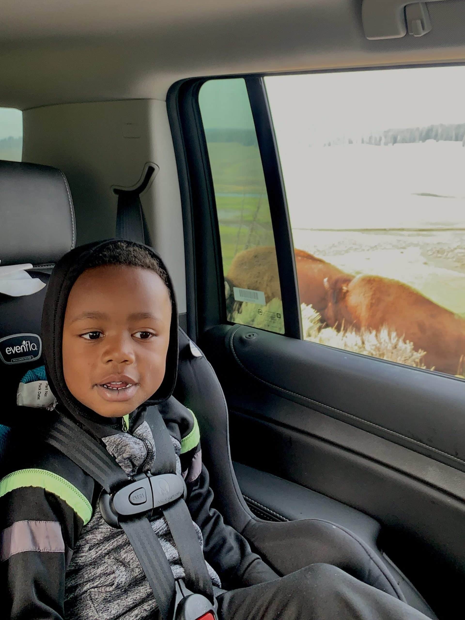 Toddler posing with Bison in Hayden Valley during his Bozeman to Yellowstone road trip