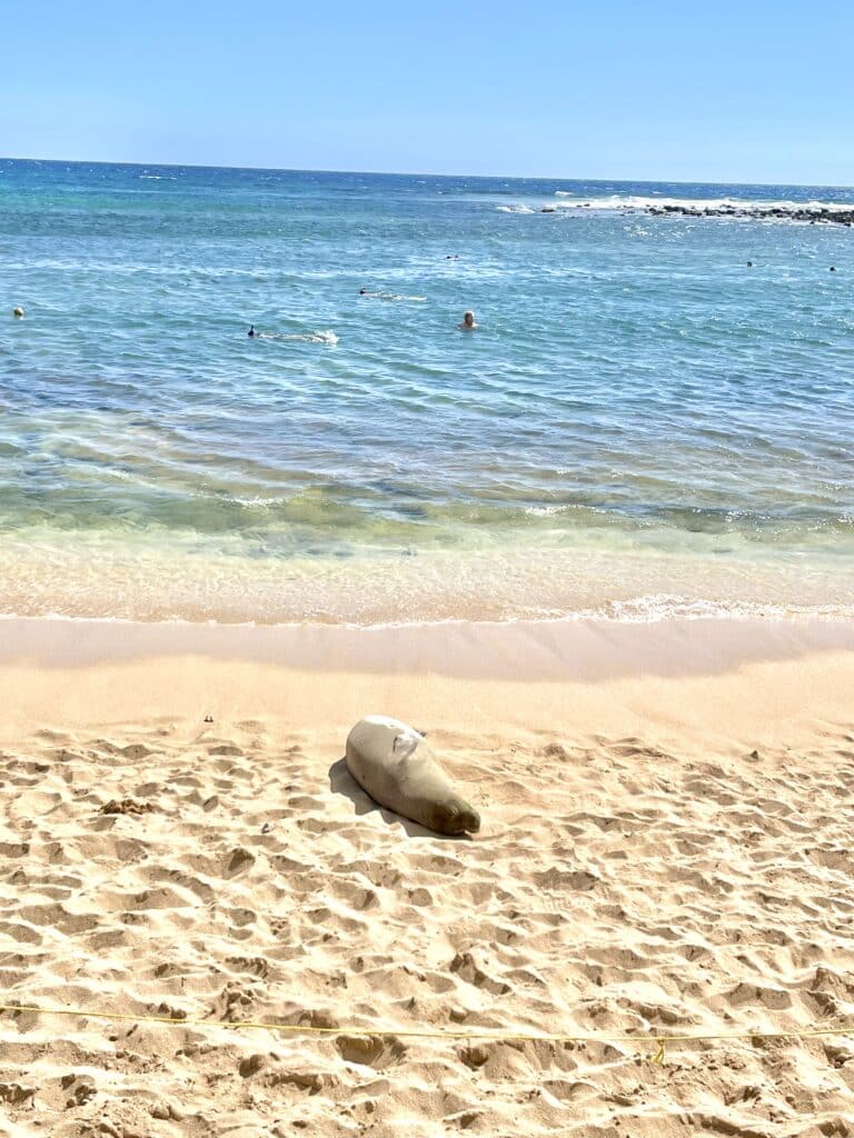 Hawaiian Monk Seal- an endangered species- sunbathing at Poipu Beach. If you get to see one during your 3 day Kauai Itinerary, consider yourself lucky!