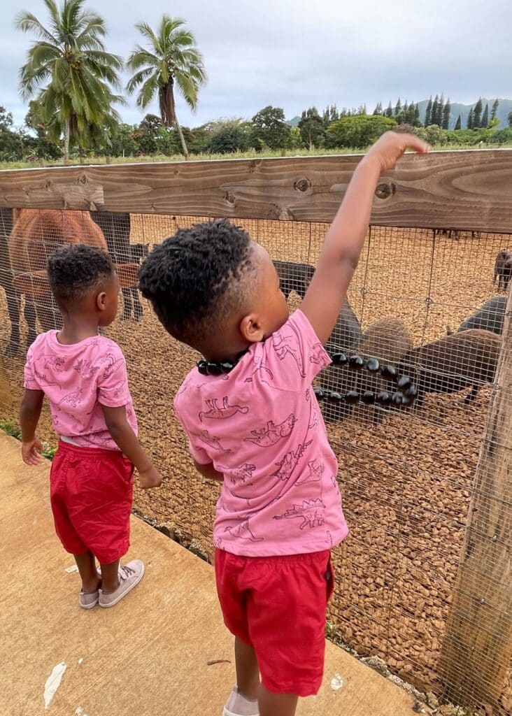 My boys feeding the animals at Lu'au Kalamaku. One of the highlights of our Kauai 3 day itinerary