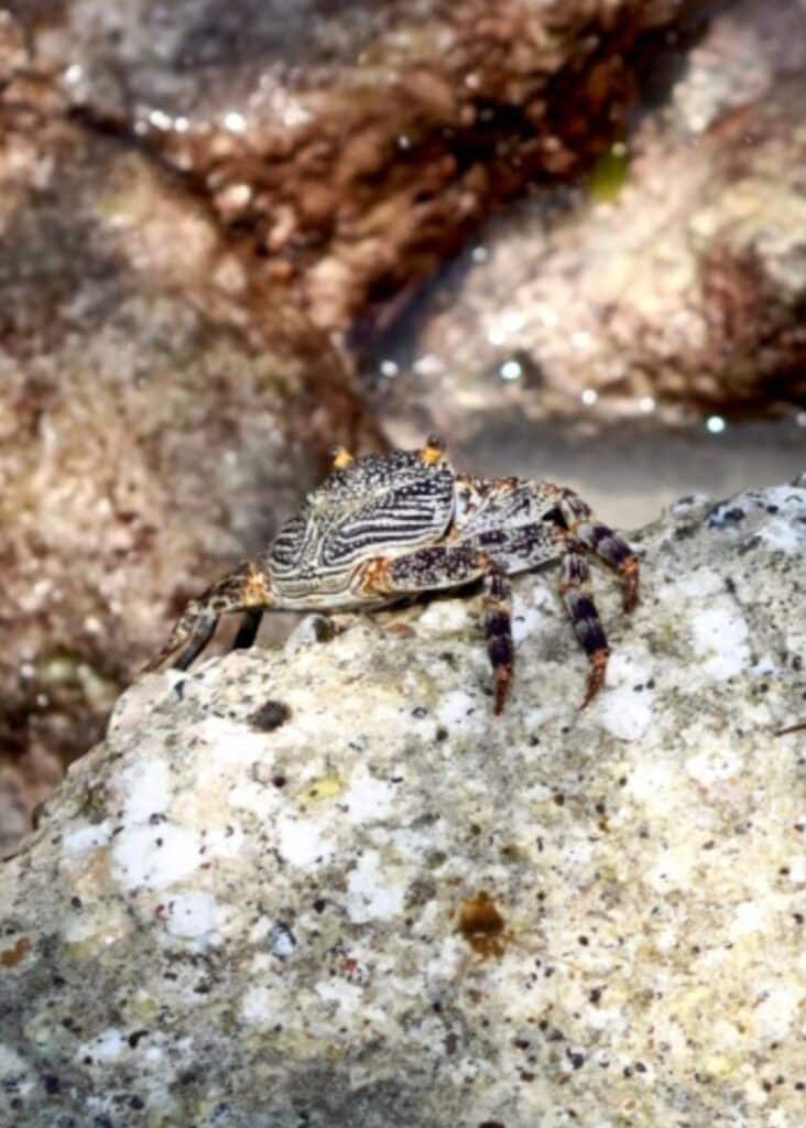 A little crab the boys spotted on our trip to the Rosario Islands.